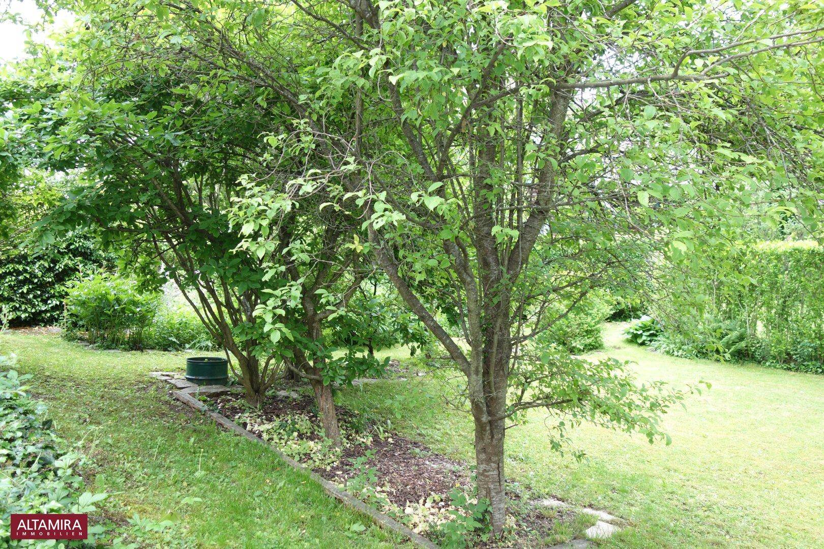 Naturbelassener Gartenbereich mit verschiedenen Bäumen und Sträuchern, umgeben von viel Grün.