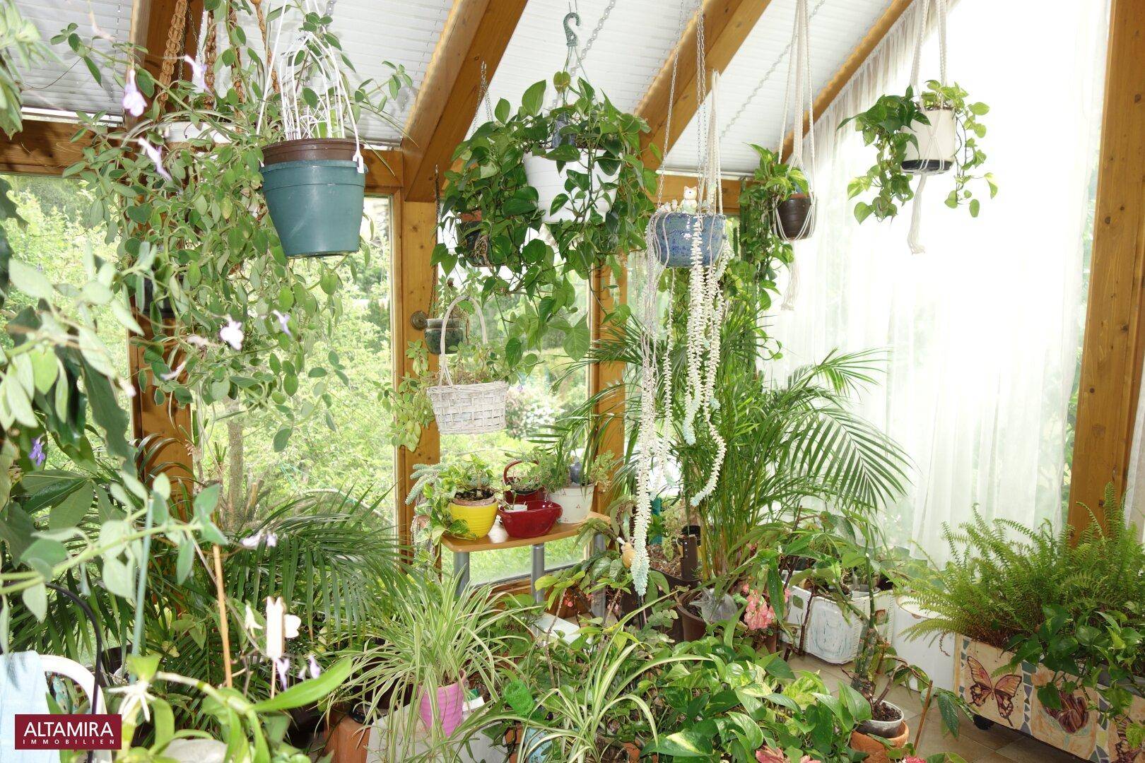 Lichtdurchfluteter Wintergarten mit vielen Pflanzen, Holzbalken und großen Fenstern.