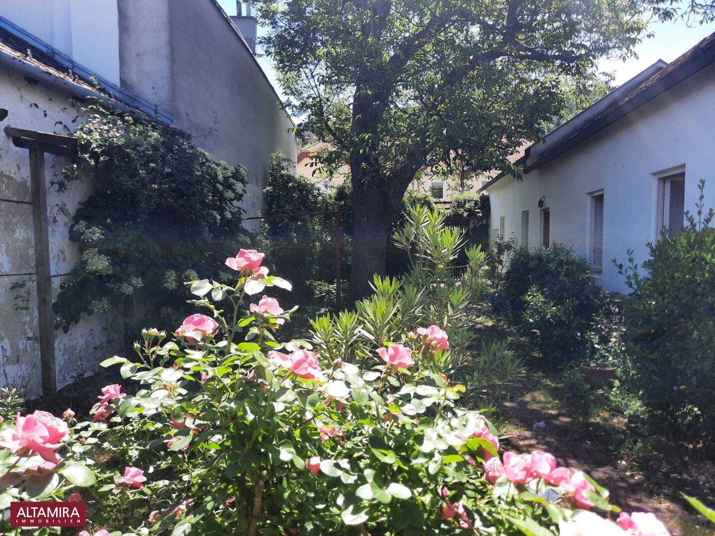 Ein idyllischer Gartenweg mit blühenden Rosenbüschen und hohen Bäumen im Hintergrund.