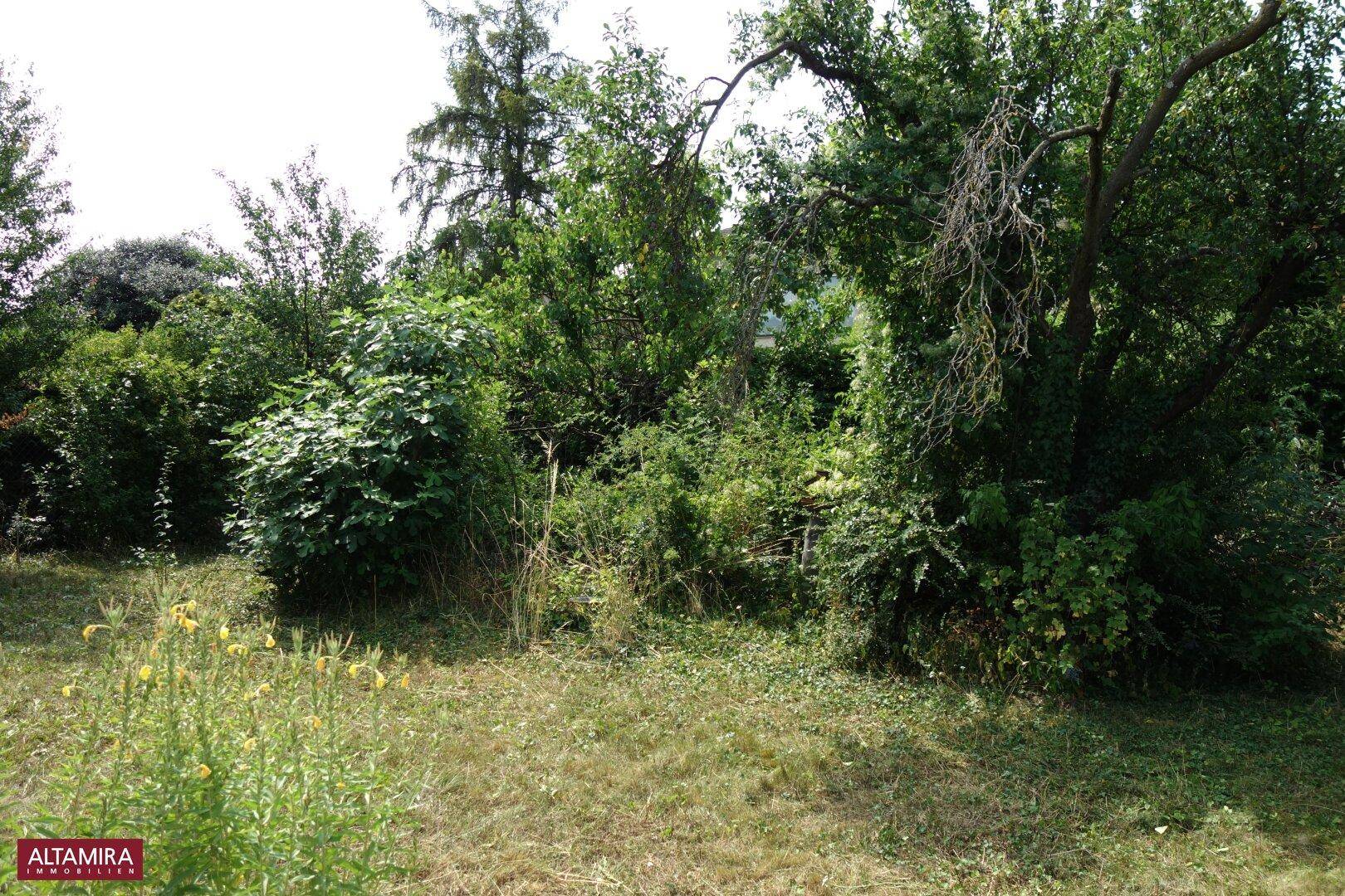 Naturbelassener Gartenbereich mit üppiger Vegetation, hohen Bäumen und Wiesenflächen.