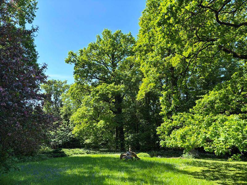Idyllische Waldlandschaft mit hohen Bäumen und dichtem Grün unter strahlend blauem Himmel.