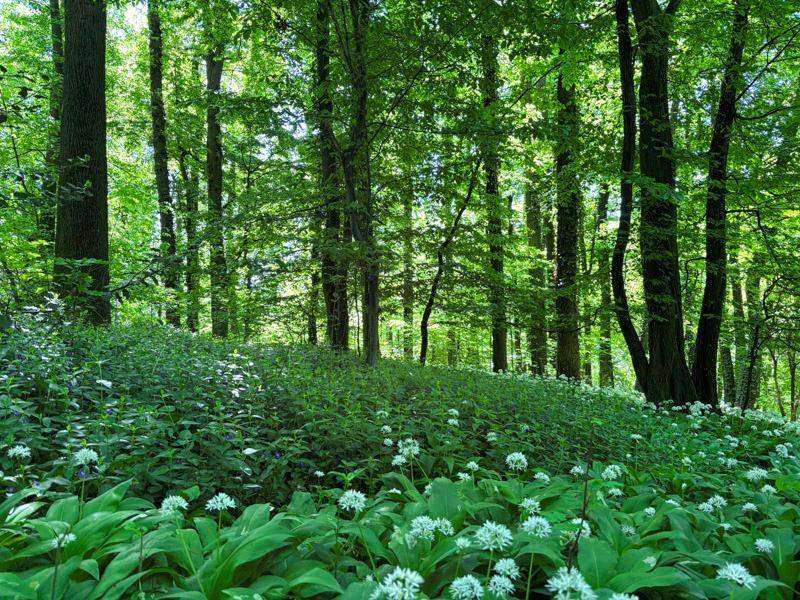 Dichter Waldboden bedeckt mit grünen Pflanzen und weißen Blüten unter hohen Bäumen.