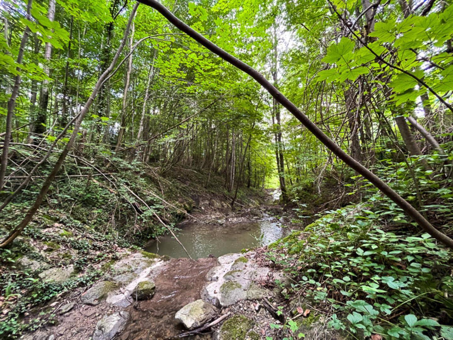 Kleiner Bach fließt durch einen grünen Wald, umgeben von dichtem Laub und moosbewachsenen Steinen.