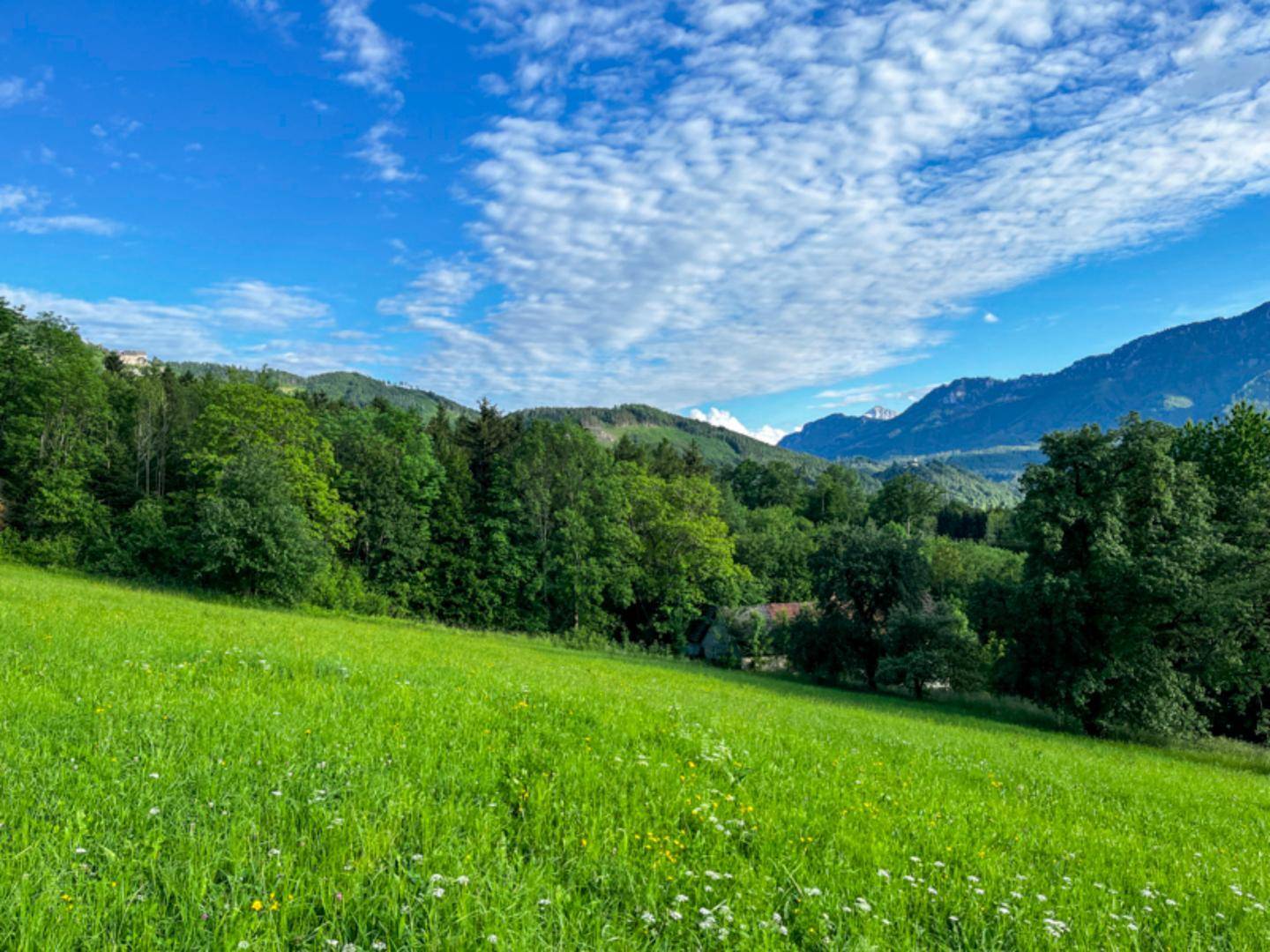 Sanfte grüne Hügel mit Bäumen und einem weiten Blick auf die majestätischen Berge unter einem bewölkten Himmel.