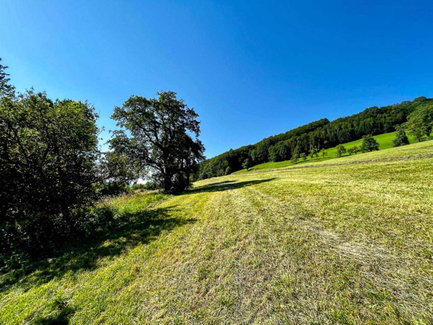Weitläufige, sonnige Wiese mit einem markanten Baum und einem bewaldeten Hügel unter klarem blauem Himmel.