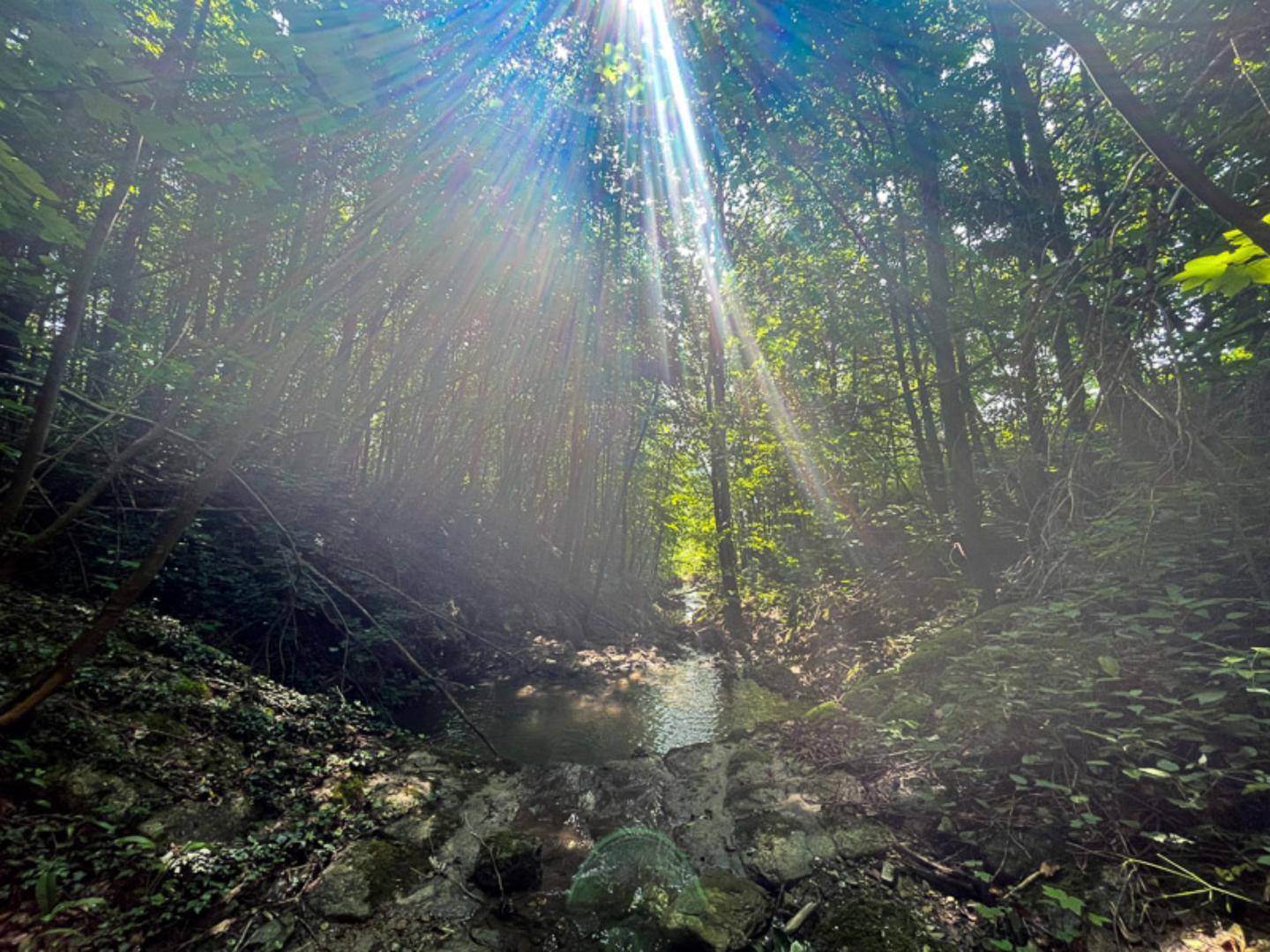 Sonnenstrahlen durchbrechen das Blätterdach über einem kleinen Bach in einem dichten, grünen Wald.