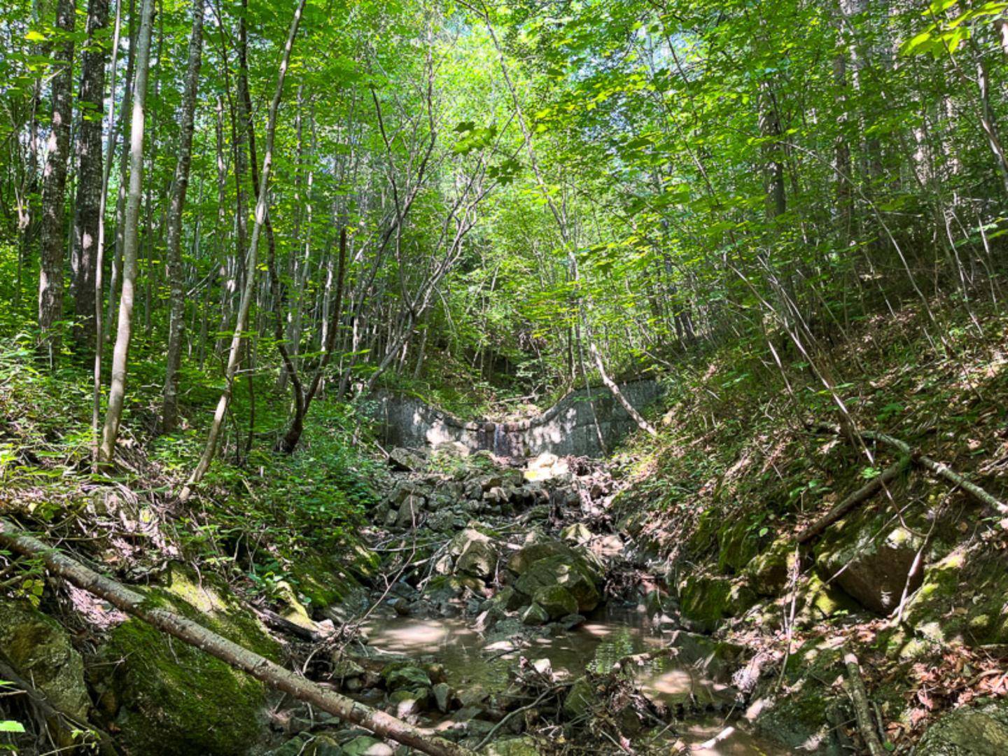 Bachlauf mit Steinen und Ästen in einem dichten Wald, umgeben von hohen Bäumen und üppiger Vegetation.