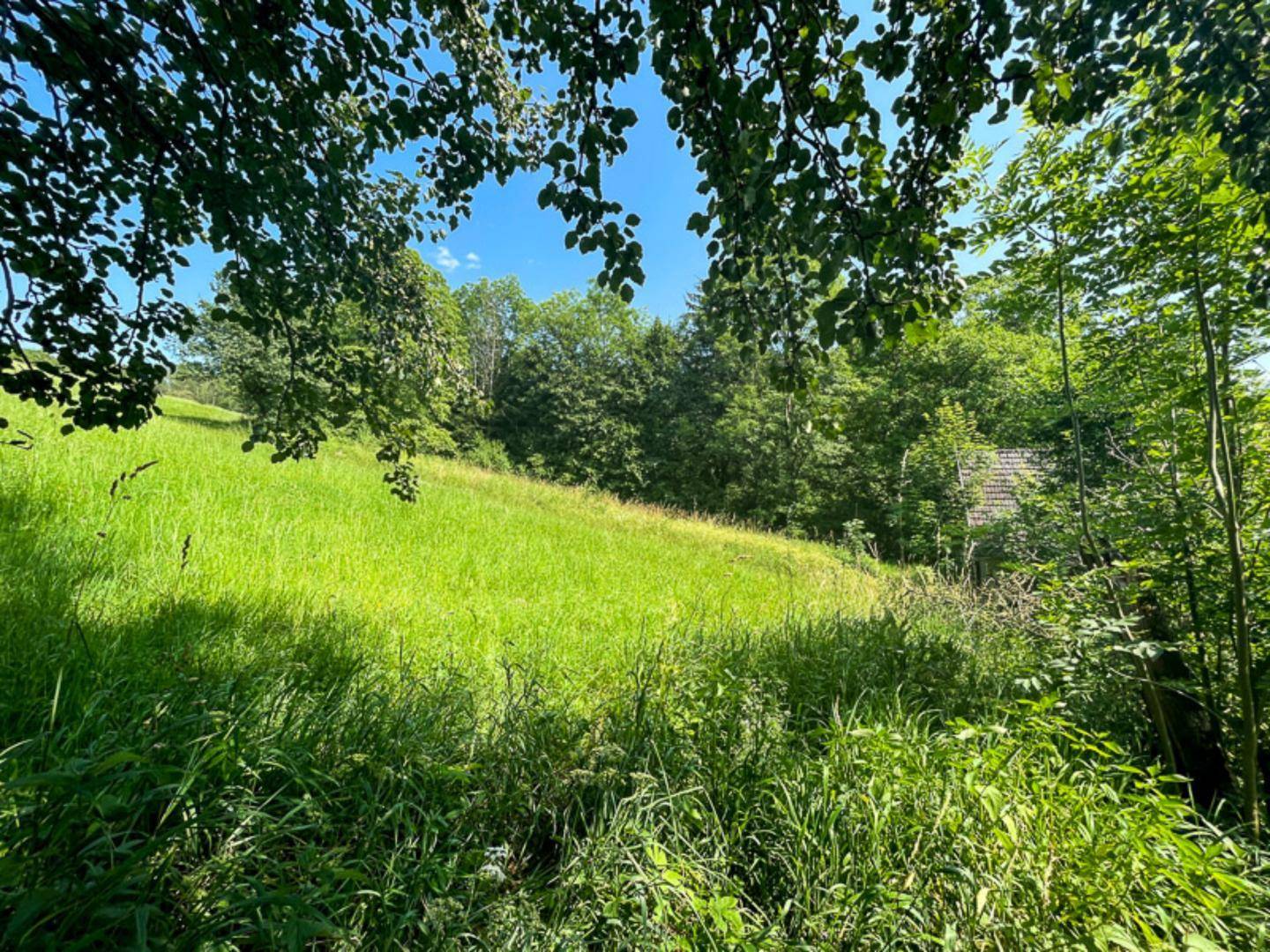 Sonnige, grüne Wiese auf einem Hügel, umgeben von Bäumen und einem entfernten Blick auf ein Gebäude.