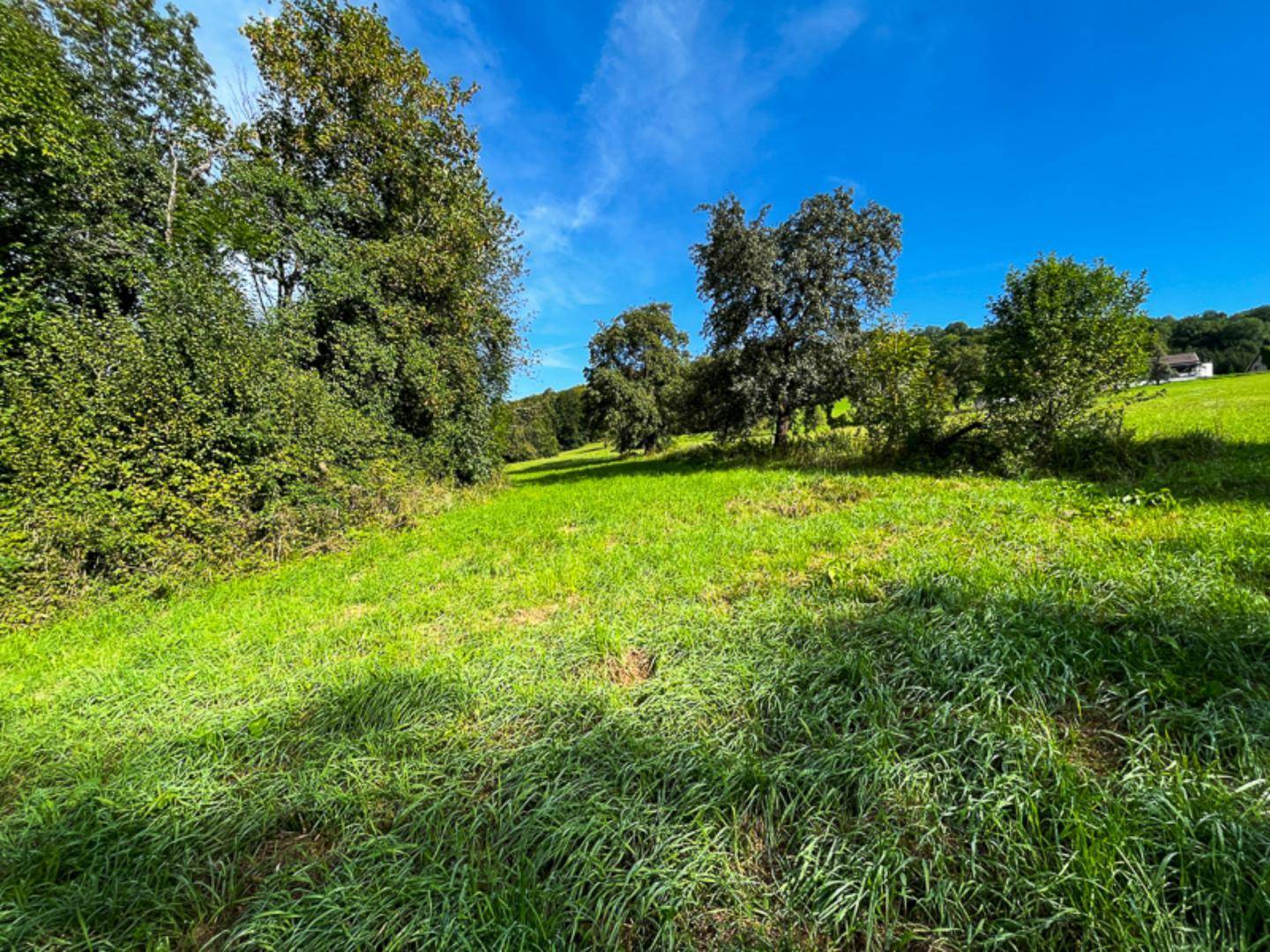 Sonnige Wiese mit hohem Gras und vereinzelten Bäumen, umgeben von dichter Vegetation unter blauem Himmel.