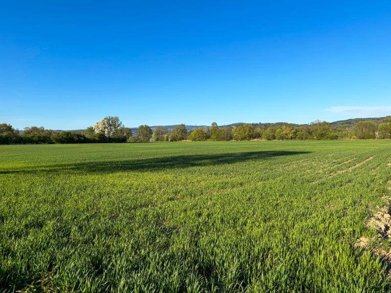 Weites grünes Feld unter klarem blauem Himmel mit Bäumen und Hügeln im Hintergrund.