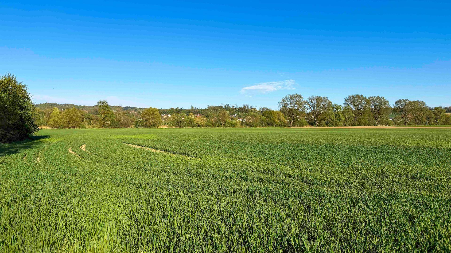 Ausgedehntes grünes Feld mit frischem Gras und einer Baumreihe am Horizont unter blauem Himmel.