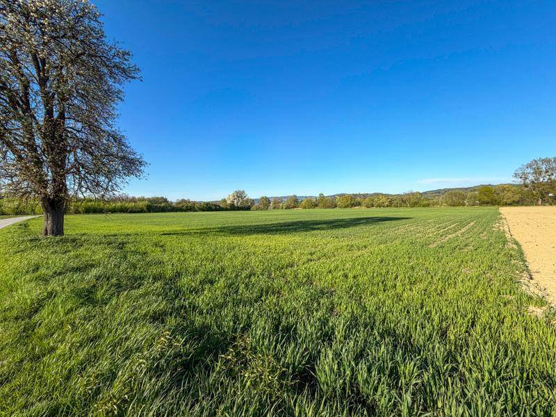 Sonniges grünes Feld mit einem einzelnen Baum am Rand und weitem Blick in die Landschaft.