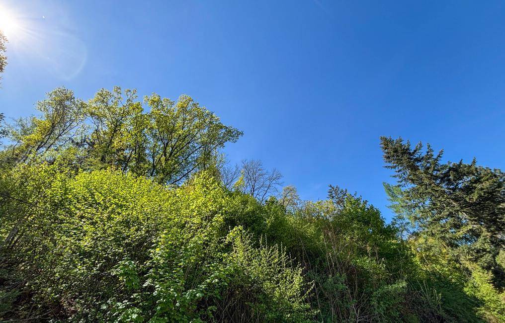 Üppiges Grün von Bäumen und Sträuchern unter einem strahlend blauen Himmel.