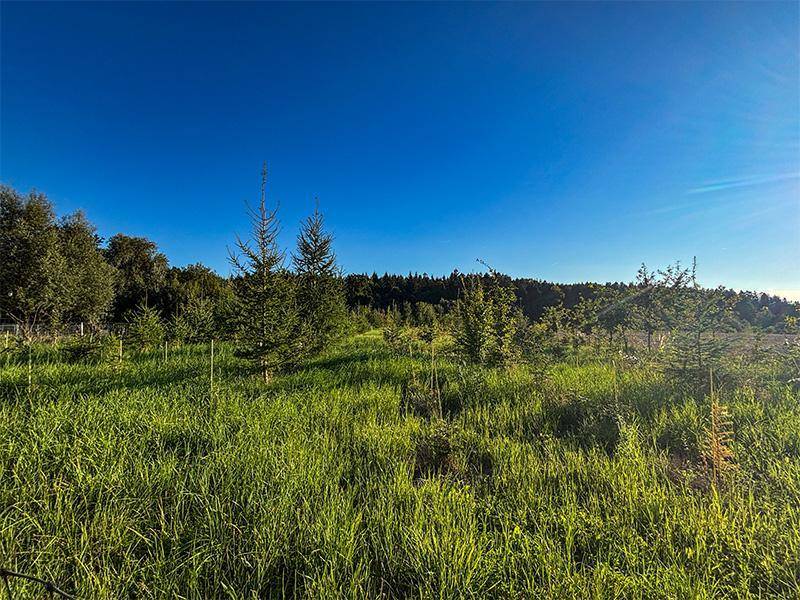 Ein Feld mit jungen Bäumen und dichtem Wald im Hintergrund unter einem klaren, blauen Himmel.