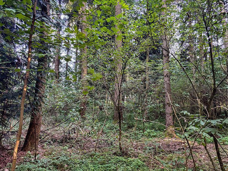 Dichter Wald mit verschiedenen Bäumen und üppigem Unterholz, das eine natürliche Umgebung schafft.