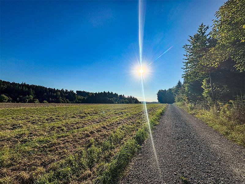 Ein Schotterweg führt neben einem Feld entlang, beleuchtet von der strahlenden Sonne und Wald im Hintergrund.