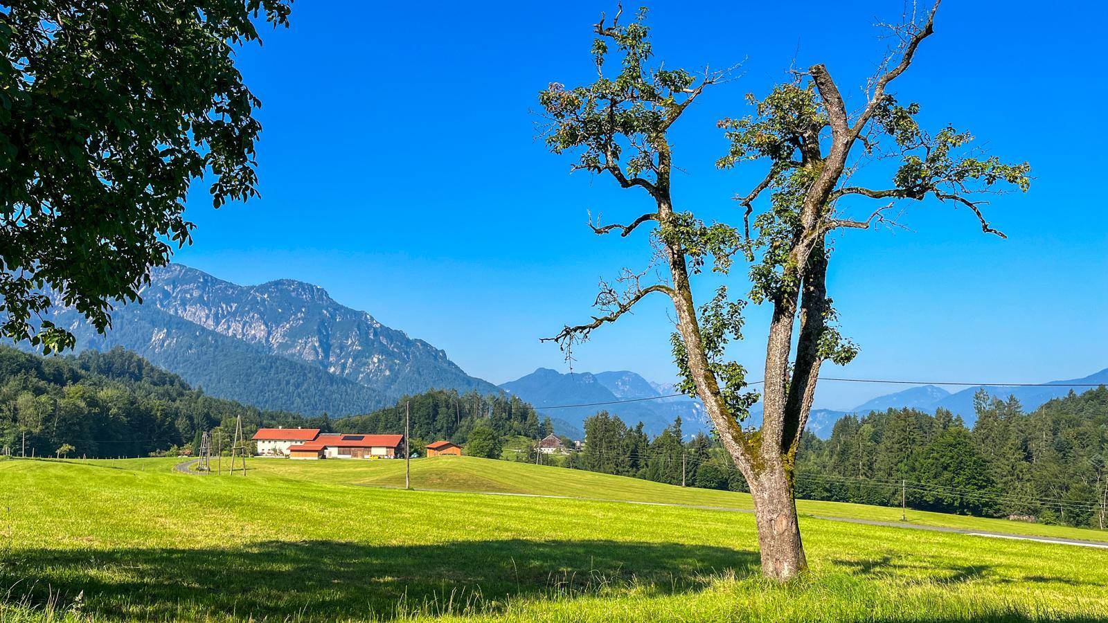 Malerische Landschaft mit einem markanten Baum auf einer grünen Wiese und majestätischen Bergen im Hintergrund.