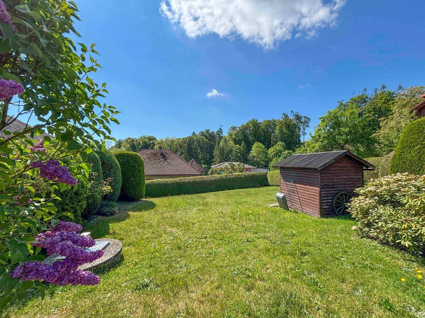 Sonniger Garten mit Rasenfläche, einem kleinen Holzschuppen und blühenden lila Büschen im Vordergrund.