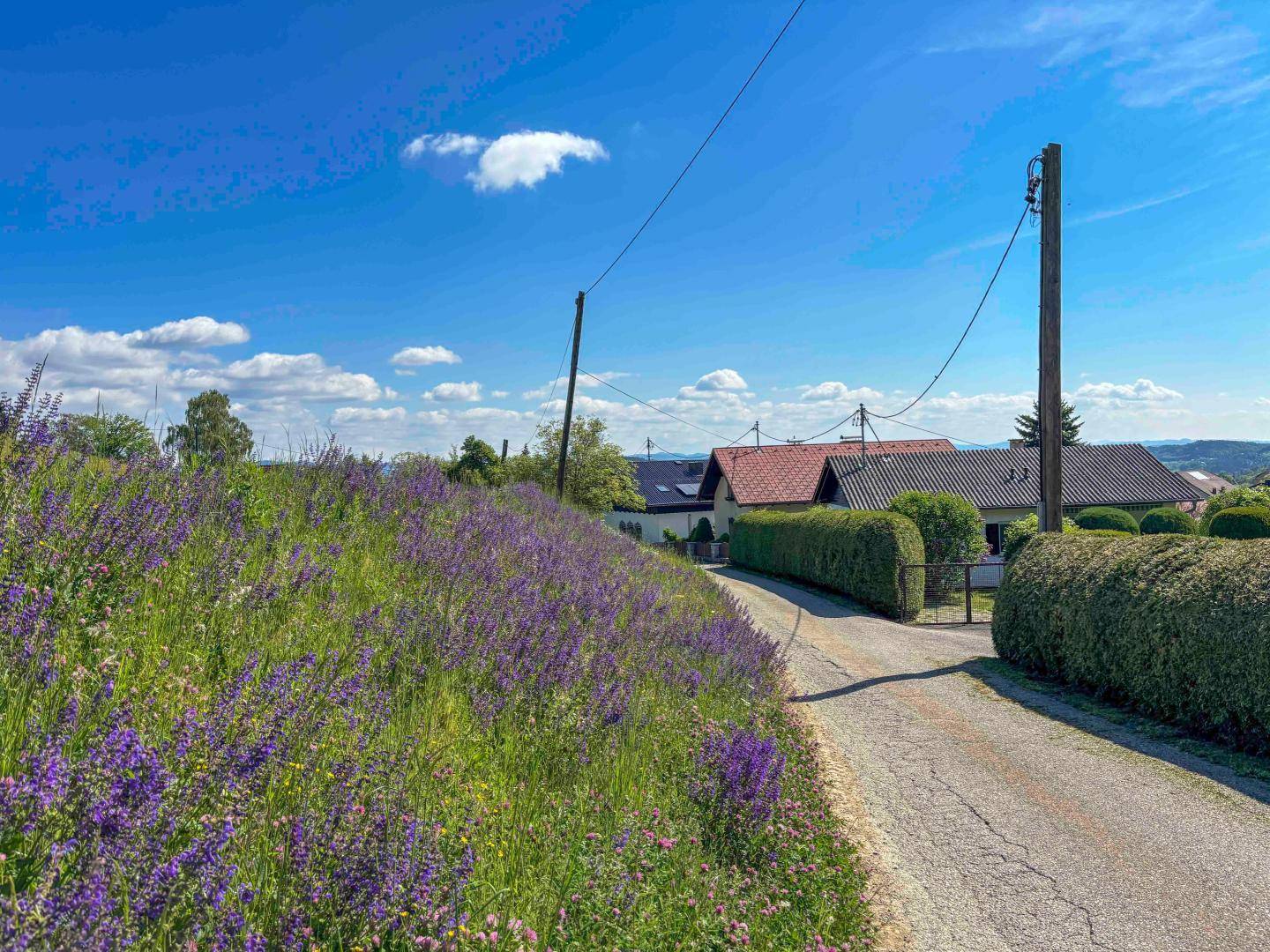 Schmaler Weg gesäumt von lila Wildblumen, führt zu Häusern in der Ferne unter einem klaren blauen Himmel.