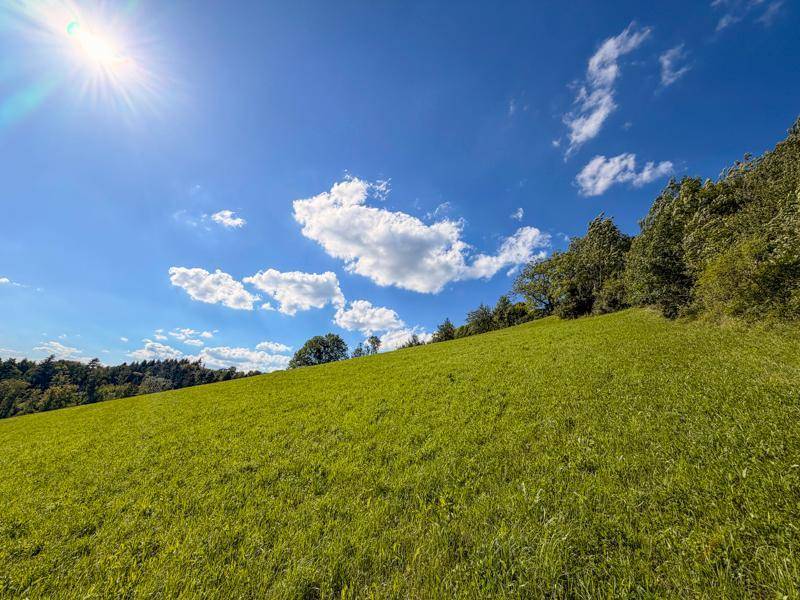 Helle, grüne Wiesenlandschaft unter strahlendem Sonnenschein mit Bäumen am Horizont.