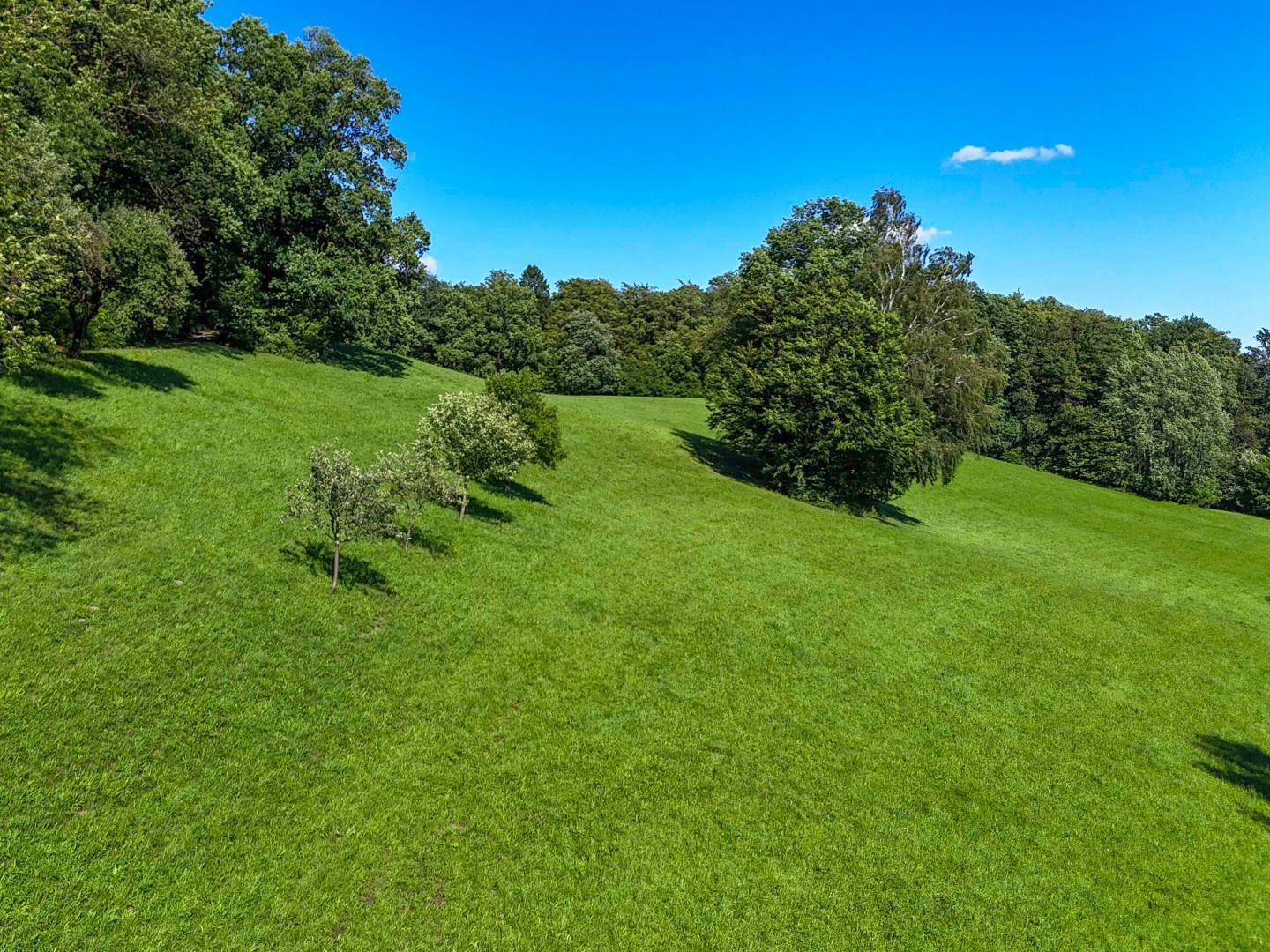 Sanft abfallende grüne Wiese mit einzelnen Bäumen und dichtem Wald im Hintergrund.