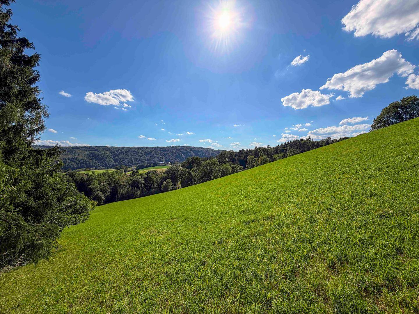 Sonnige grüne Wiese mit Blick auf ein bewaldetes Tal und blauen Himmel mit strahlender Sonne.