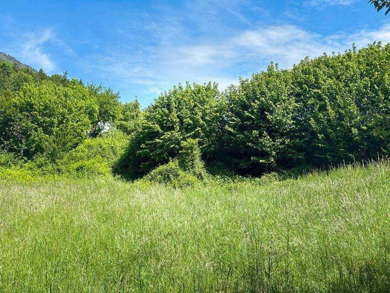 Weite grüne Wiese mit üppiger Vegetation und Bäumen unter einem strahlend blauen Himmel.