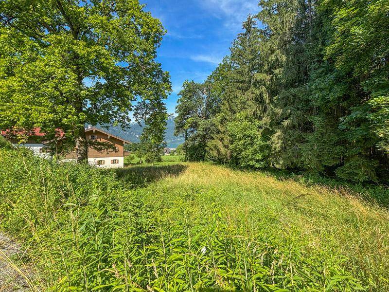 Verwilderte Wiese mit einem traditionellen Haus im Hintergrund, umgeben von hohen Bäumen und Natur.