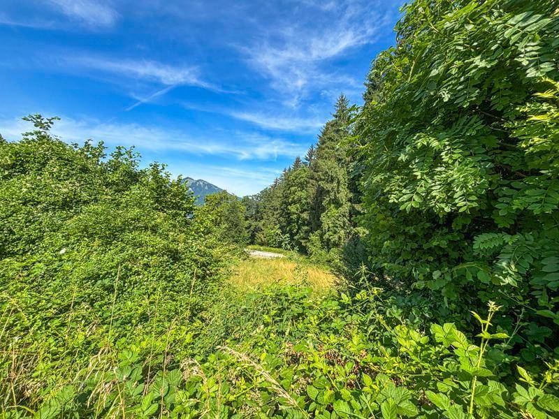 Blick durch dichtes Grün auf einen See und die umliegenden Berge unter strahlend blauem Himmel.