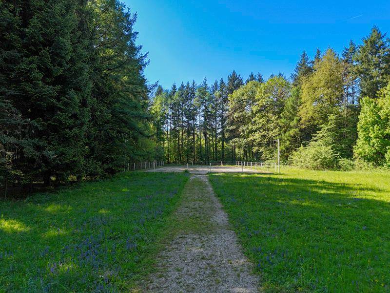 Schotterweg führt durch eine grüne Wiese, umgeben von hohen Bäumen.