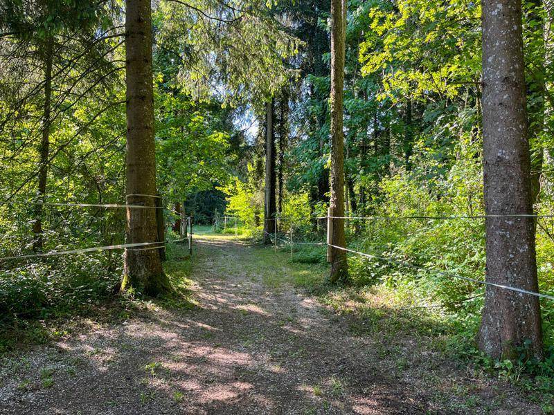 Waldweg mit Bäumen und natürlicher Vegetation, der in die Ferne führt.