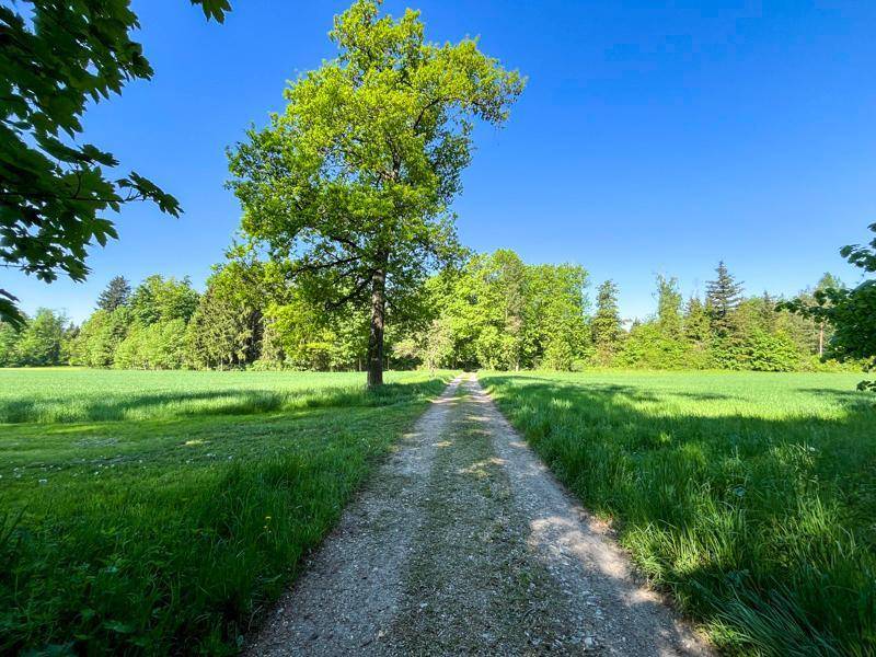 Feldweg führt durch eine weite grüne Wiese mit einem einzelnen Baum.