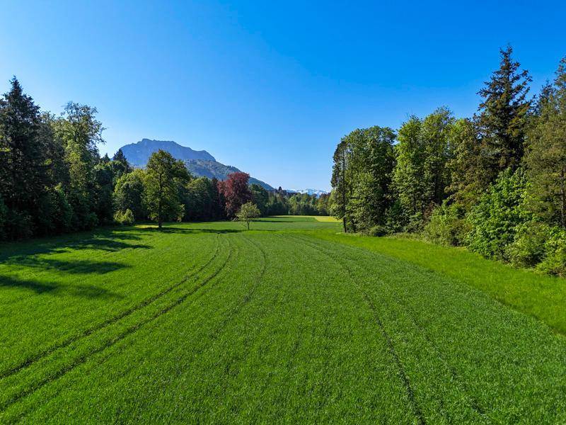 Weitläufige grüne Felder mit Waldrand und Bergen im Hintergrund unter blauem Himmel.