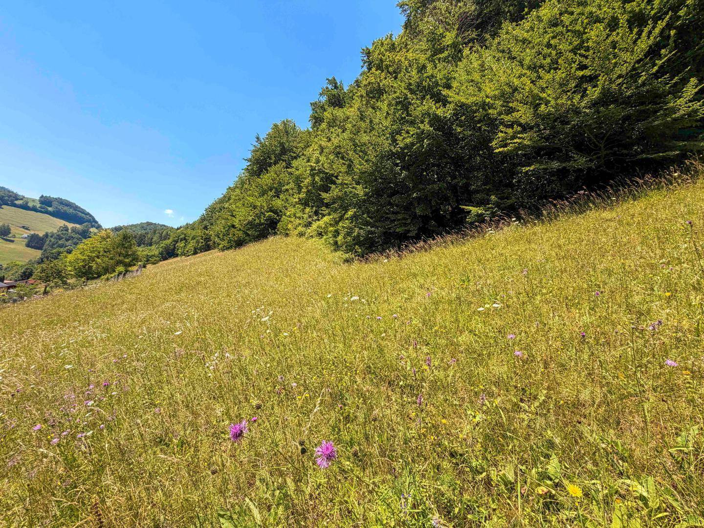 Abfallende Wiese mit Wildblumen, begrenzt von einem dichten Wald unter klarem blauem Himmel.