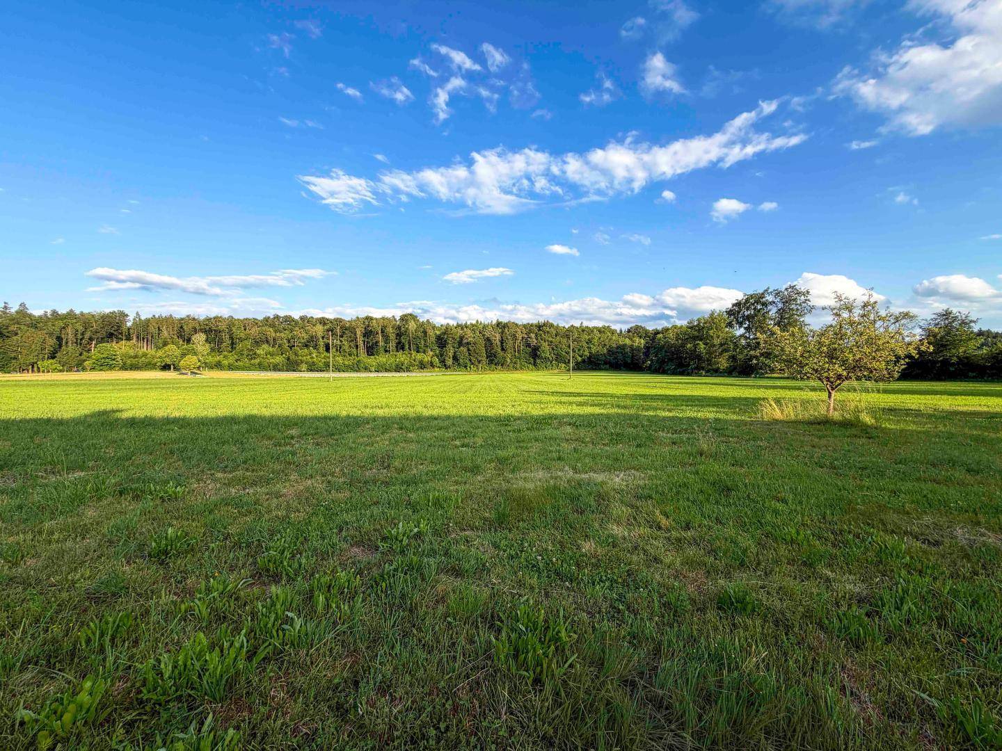 Weitläufiges grünes Feld mit einem Waldrand im Hintergrund unter einem strahlend blauen Himmel.