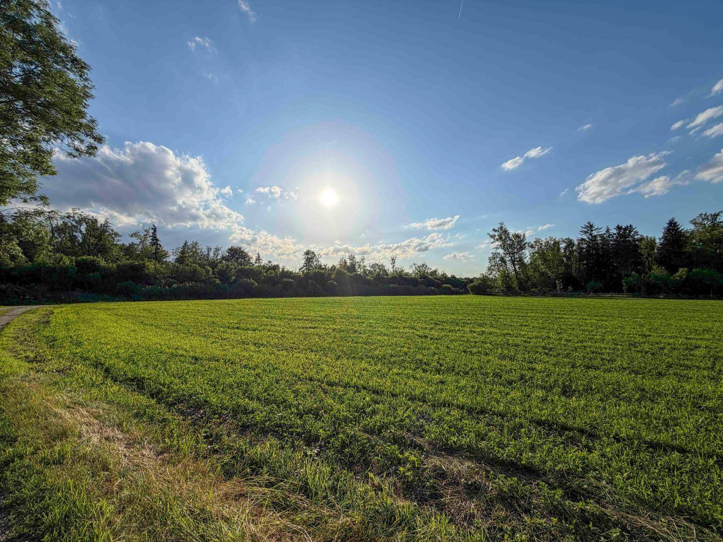 Sonnige grüne Wiese mit Waldrand im Hintergrund unter einem strahlend blauen Himmel.