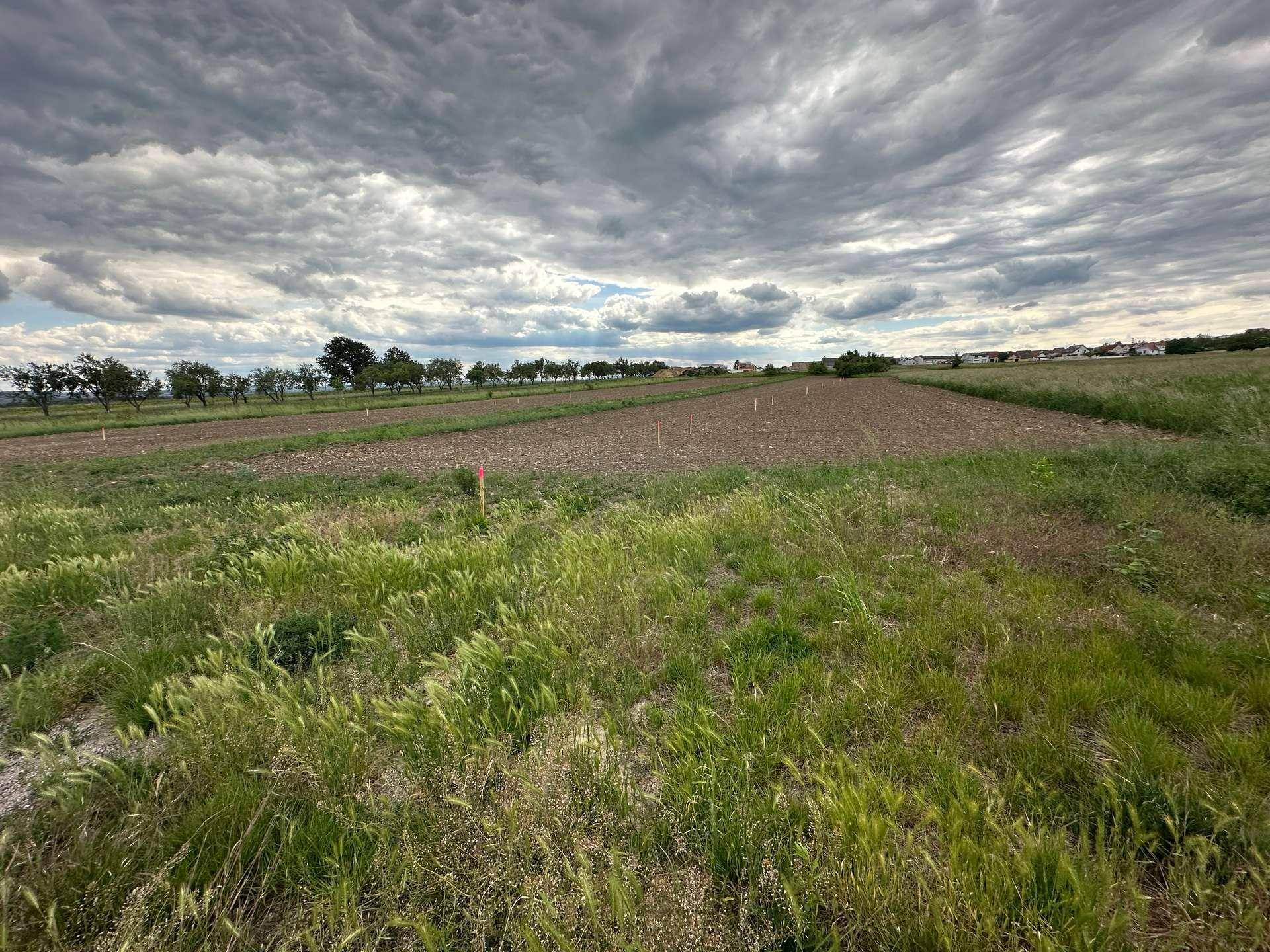 Grasbewachsenes Feld mit Ackerland im Hintergrund, Bäumen und einem bewölkten Himmel.