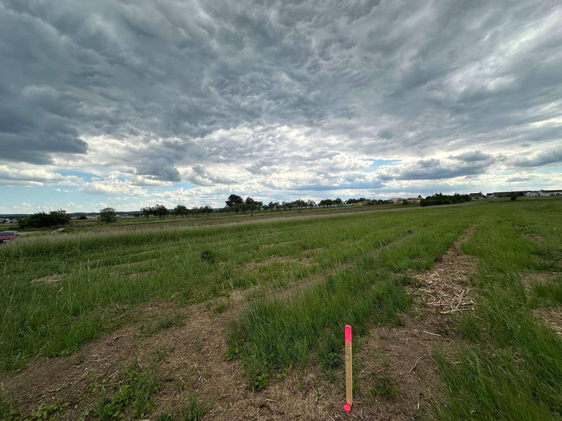 Grasbewachsenes Feld mit einem pinken Marker im Vordergrund, Bäumen in der Ferne und einem bewölkten Himmel.