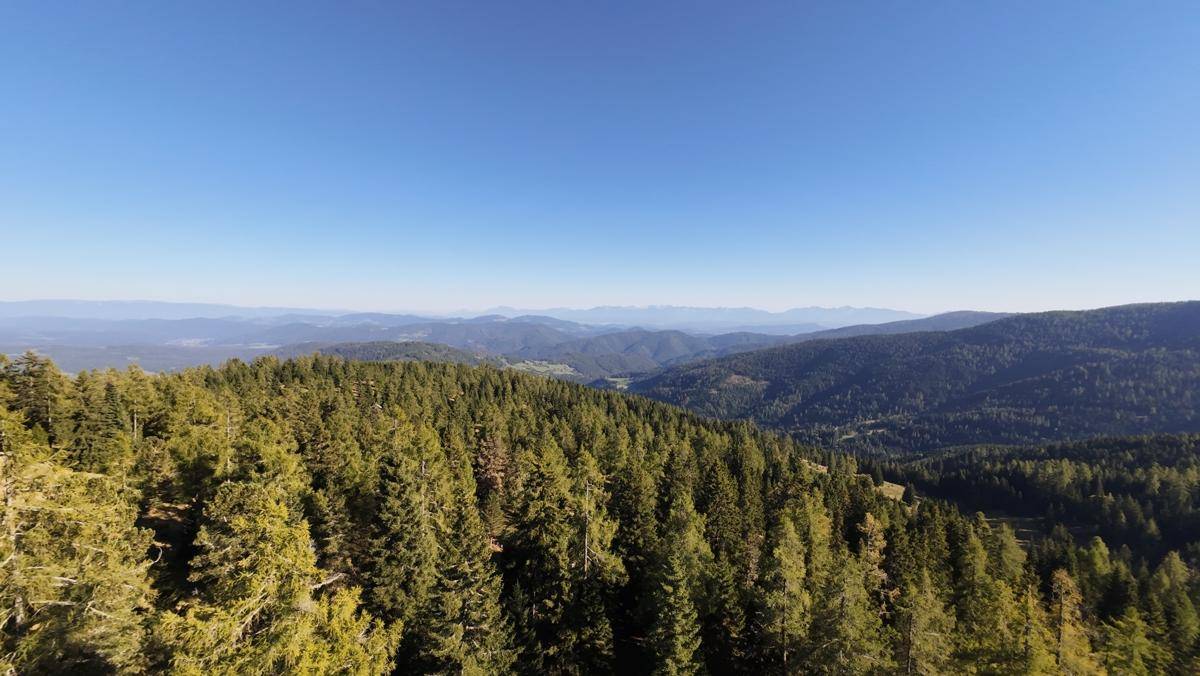 Panoramablick über dichte Wälder und sanfte Hügel unter strahlend blauem Himmel.