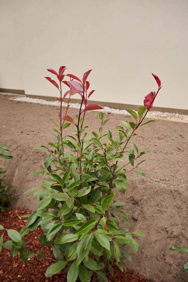 Nahaufnahme einer jungen Pflanze mit roten Blättern in einem neu angelegten Beet.