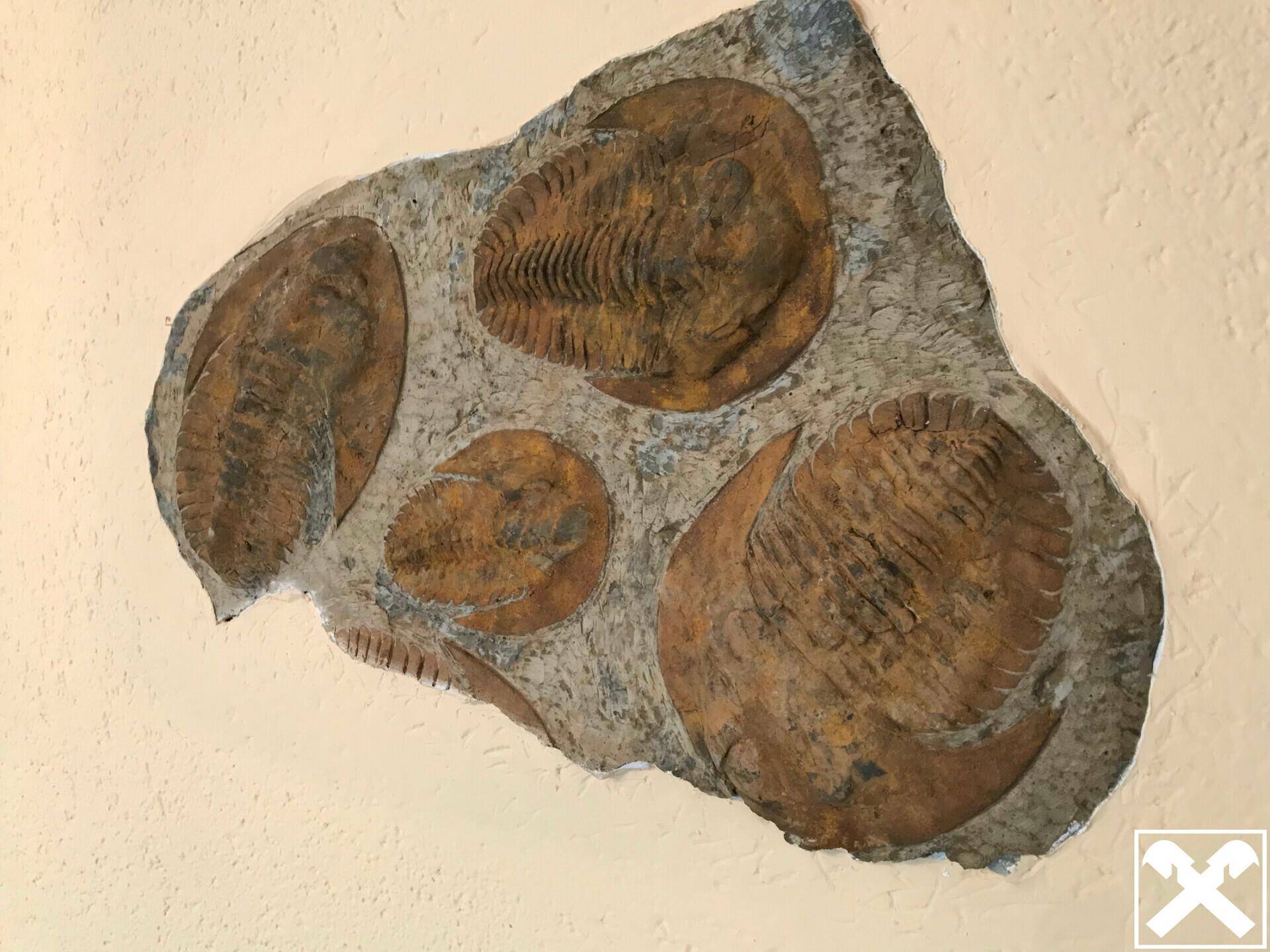 OG Detail Fossilien Upper Fossils Detail