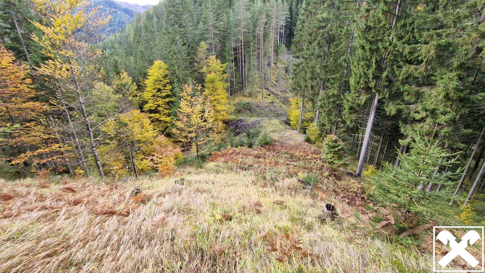 Blick Richtung Westen (Mischwald-Bereich)