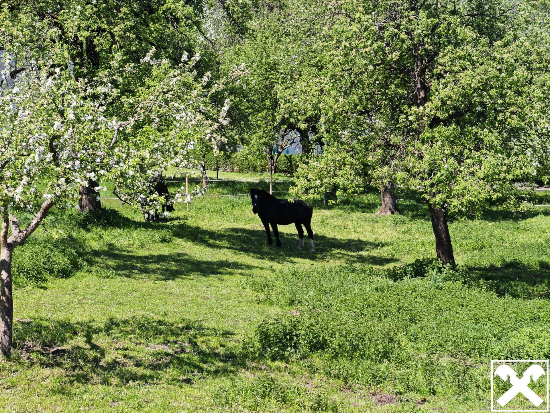 Wiesenfläche
