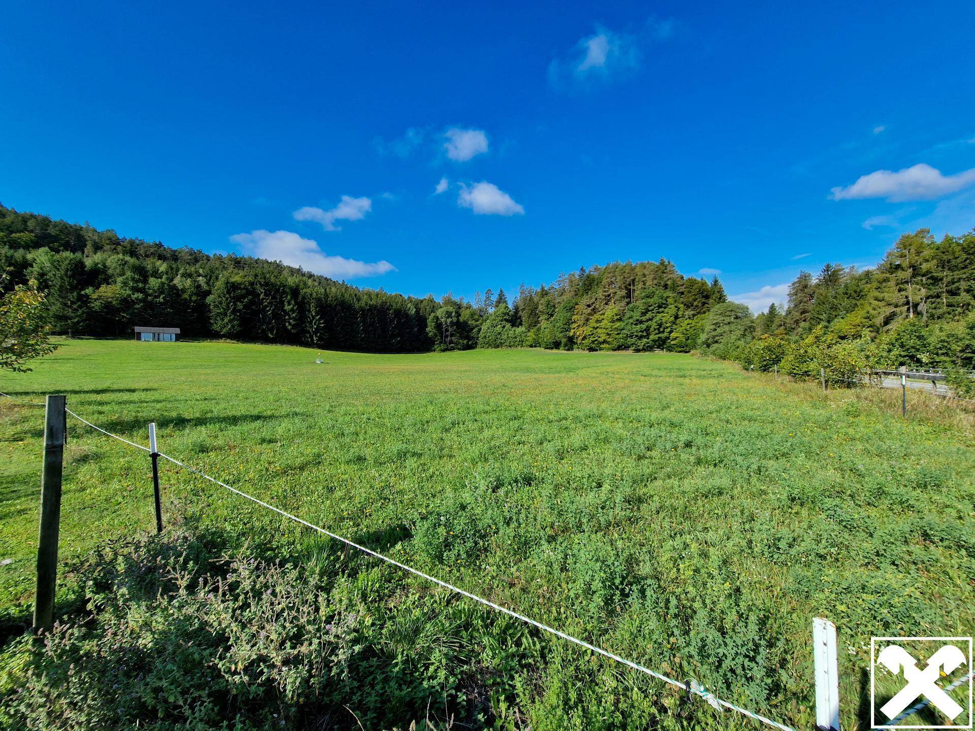 Eine weitläufige grüne Wiese mit einem Zaun im Vordergrund und einem Wald im Hintergrund.