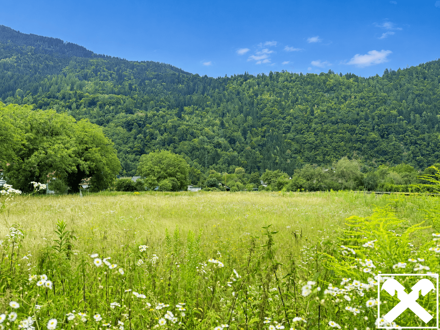 Weitläufige Wiesenlandschaft mit blühenden Wildblumen und bewaldeten Bergen im Hintergrund unter blauem Himmel.