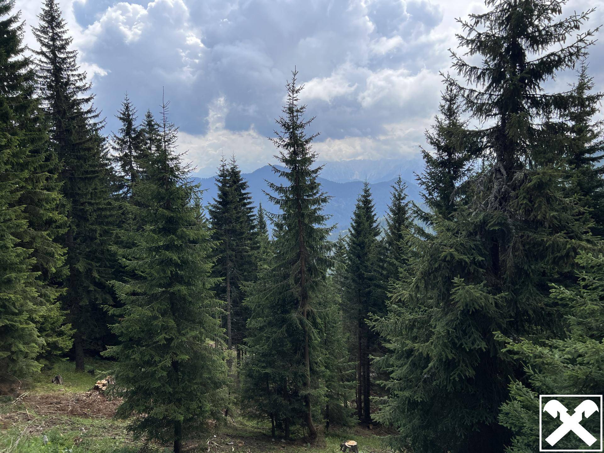 Dichter Nadelwald mit hohen Bäumen und einem Blick auf die fernen Berge unter bewölktem Himmel.