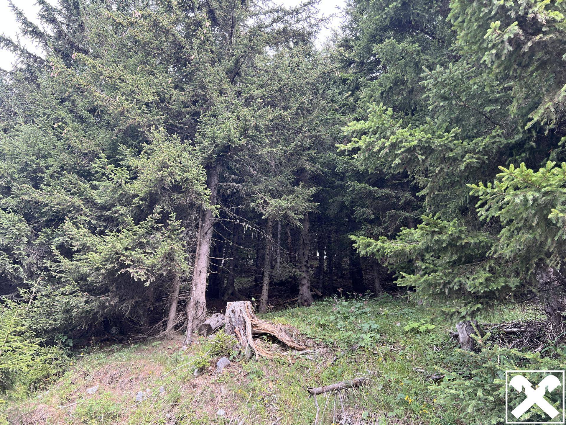 Ein dichter Wald mit hohen Bäumen und einem markanten Baumstumpf im Vordergrund der Szene.