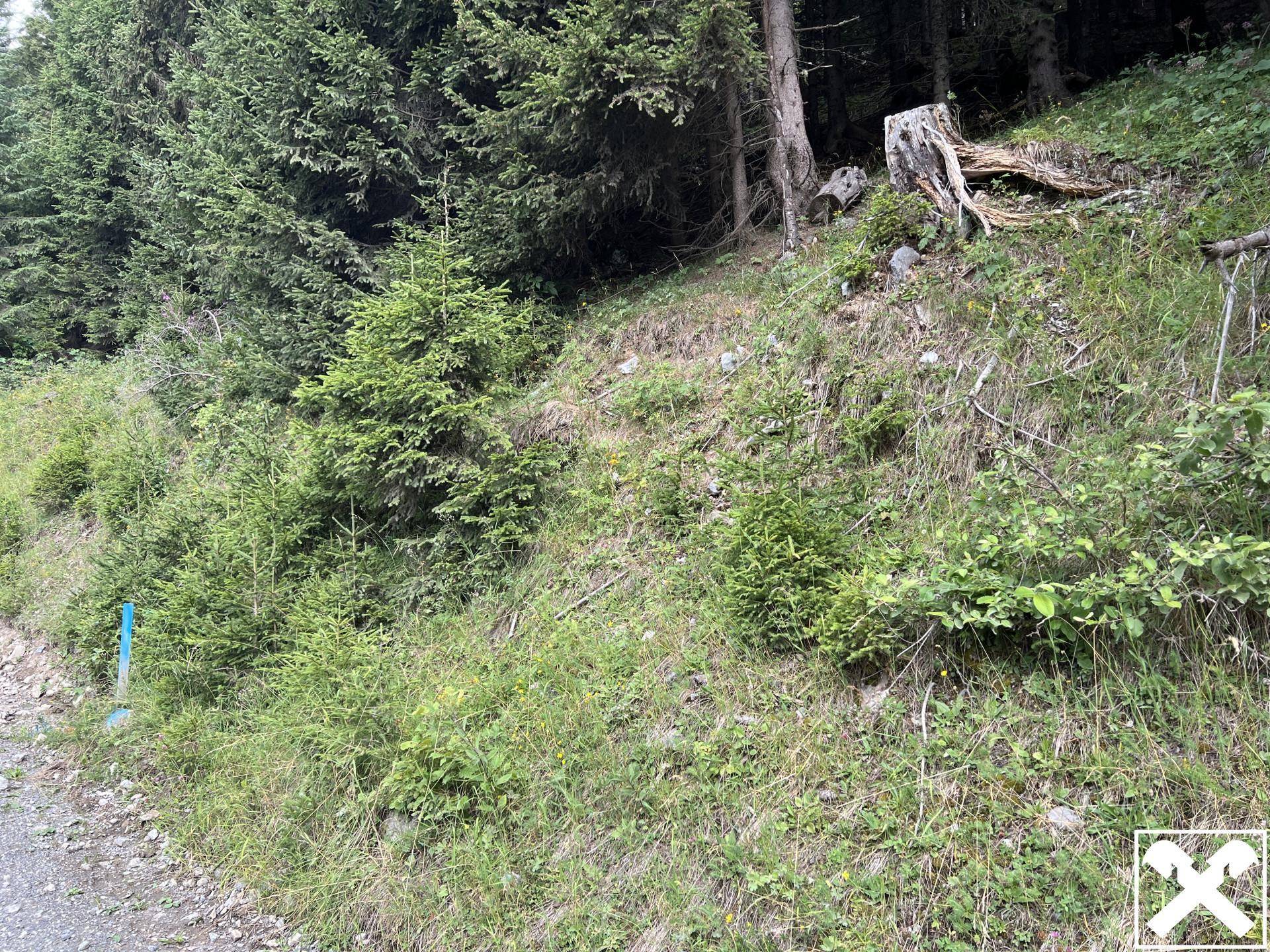 Eine grasbewachsene Böschung mit jungen Nadelbäumen und einem schmalen Pfad am linken Bildrand.