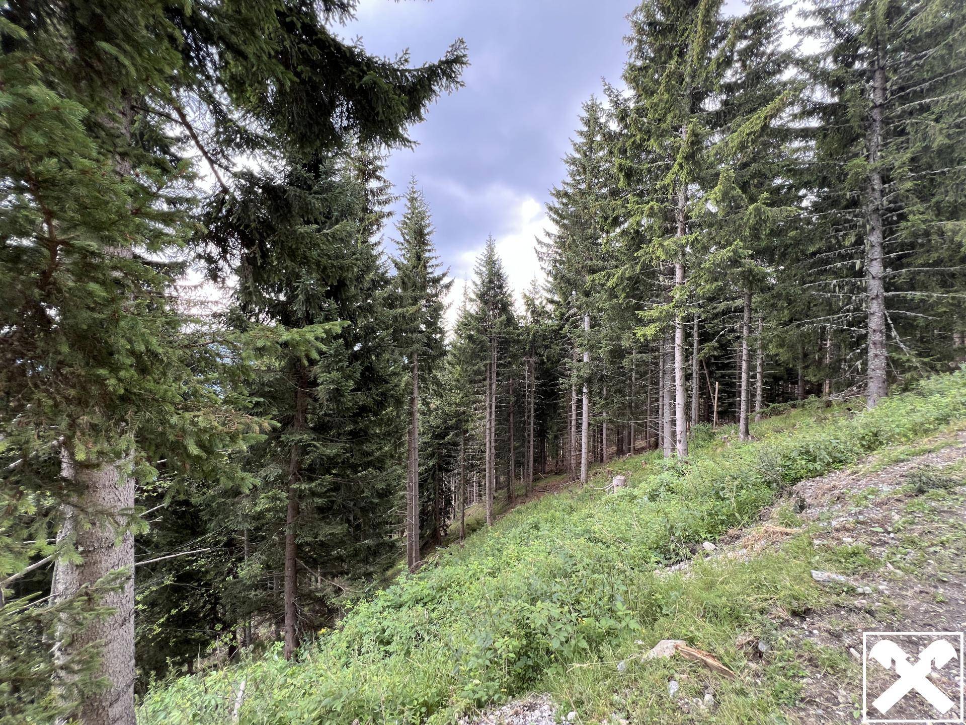 Blick in einen dichten Nadelwald mit hohen Bäumen und einem steilen, grasbewachsenen Hang im Vordergrund.