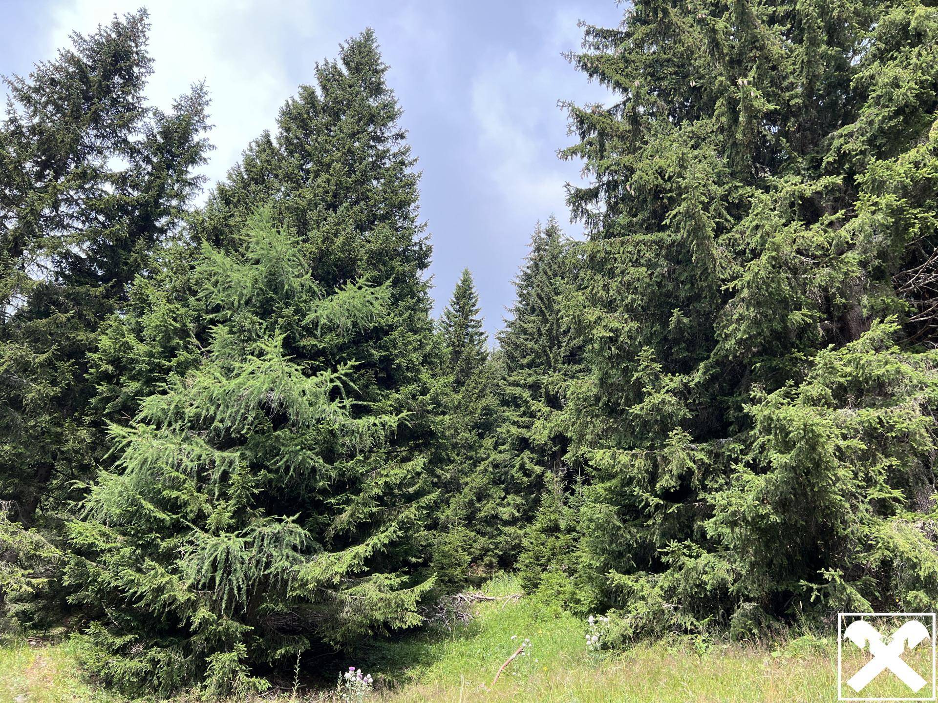 Ein dichter Nadelwald mit vielen hohen Bäumen, deren Wipfel sich gegen den hellen Himmel abzeichnen.